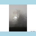 Nebel mit Baum