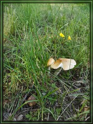 Bild 31